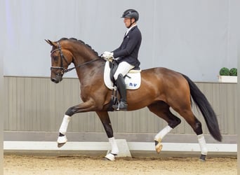 Hannoveraner, Wallach, 3 Jahre, 175 cm, Brauner