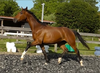 Hannoveraner, Wallach, 3 Jahre, 175 cm, Brauner