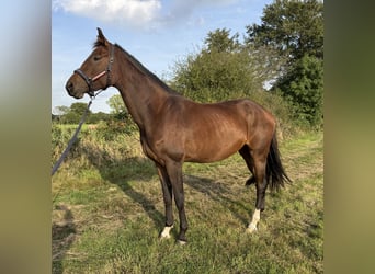 Hannoveraner, Wallach, 3 Jahre, 175 cm, Brauner