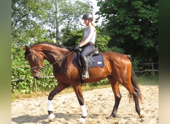 Hannoveraner, Wallach, 3 Jahre, 175 cm, Brauner