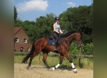 Hannoveraner, Wallach, 3 Jahre, 175 cm, Brauner