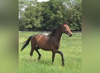 Hannoveraner, Wallach, 3 Jahre, 175 cm, Dunkelbrauner