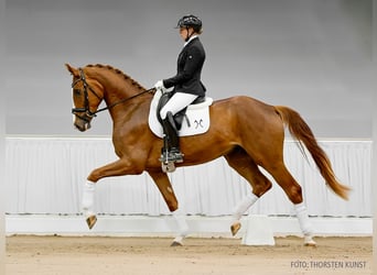 Hannoveraner, Wallach, 3 Jahre, 175 cm, Dunkelbrauner