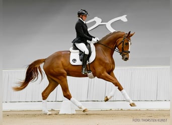 Hannoveraner, Wallach, 3 Jahre, 175 cm, Dunkelbrauner