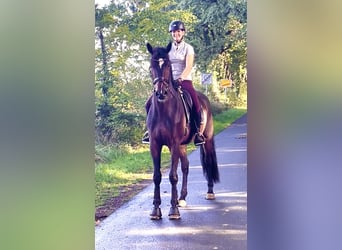 Hannoveraner, Wallach, 3 Jahre, 175 cm, Dunkelbrauner