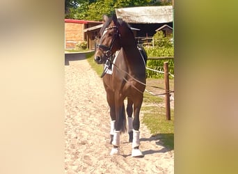 Hannoveraner, Wallach, 3 Jahre, 175 cm, Dunkelbrauner