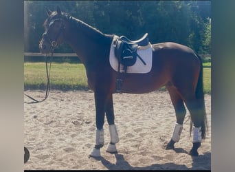 Hannoveraner, Wallach, 3 Jahre, 175 cm, Dunkelbrauner