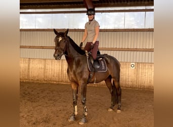 Hannoveraner, Wallach, 3 Jahre, 175 cm, Dunkelbrauner