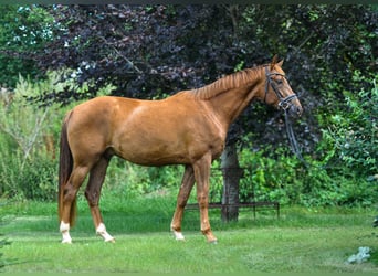 Hannoveraner, Wallach, 3 Jahre, 175 cm, Dunkelfuchs