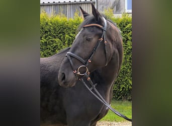 Hannoveraner, Wallach, 3 Jahre, 175 cm, Rappe