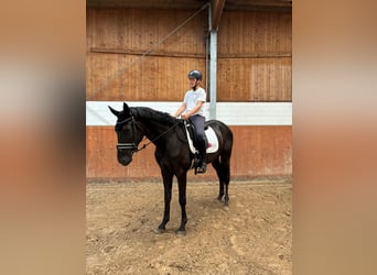 Hannoveraner, Wallach, 3 Jahre, 175 cm, Rappe