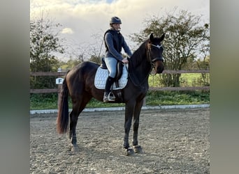 Hannoveraner, Wallach, 3 Jahre, 175 cm, Rappe