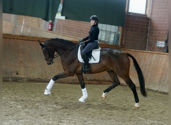 Hannoveraner, Wallach, 3 Jahre, 176 cm, Brauner