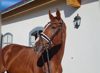 Hannoveraner, Wallach, 3 Jahre, 178 cm, Fuchs
