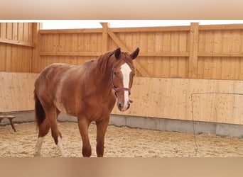 Hannoveraner, Wallach, 3 Jahre, 180 cm, Fuchs