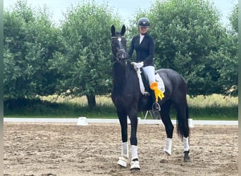 Hannoveraner, Wallach, 3 Jahre, 180 cm, Rappe