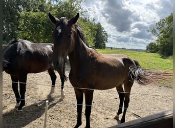 Hannoveraner, Wallach, 3 Jahre, Dunkelbrauner