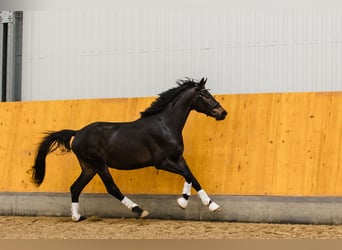 Hannoveraner, Wallach, 3 Jahre, Dunkelbrauner