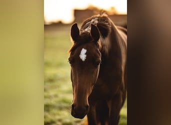 Hannoveraner, Wallach, 3 Jahre, Dunkelbrauner