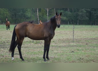 Hannoveraner, Wallach, 3 Jahre, Dunkelbrauner