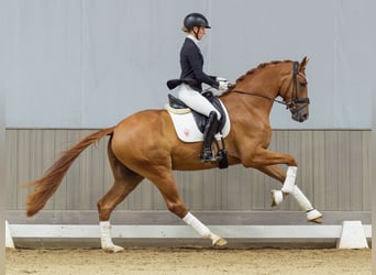 Hannoveraner, Wallach, 3 Jahre, Fuchs