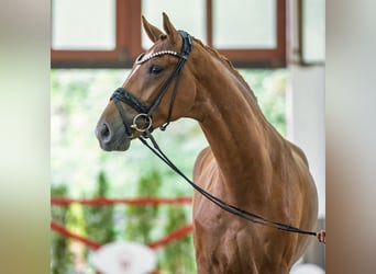 Hannoveraner, Wallach, 3 Jahre, Fuchs