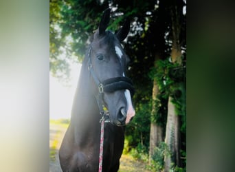 Hannoveraner, Wallach, 3 Jahre, Rappe
