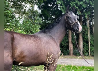 Hannoveraner, Wallach, 3 Jahre, Rappe