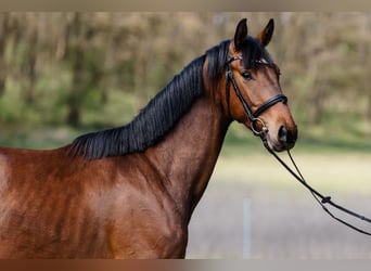 Hannoveraner, Wallach, 3 Jahre, Rotbrauner