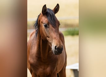 Hannoveraner, Wallach, 3 Jahre, Rotbrauner