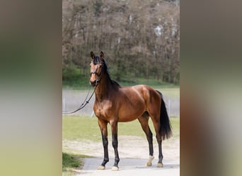 Hannoveraner, Wallach, 3 Jahre, Rotbrauner