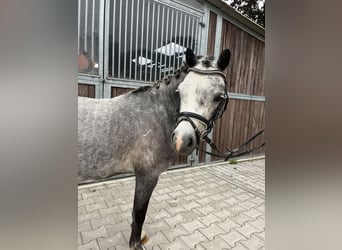 Hannoveraner, Wallach, 4 Jahre, 122 cm, Rappschimmel