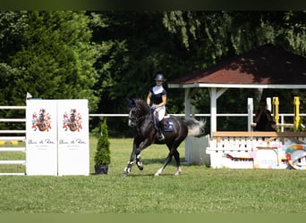 Hannoveraner, Wallach, 4 Jahre, 153 cm, Schimmel