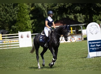 Hannoveraner, Wallach, 4 Jahre, 153 cm, Schimmel