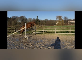 Hannoveraner, Wallach, 4 Jahre, 155 cm, Fuchs