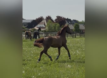 Hannoveraner, Wallach, 4 Jahre, 156 cm, Fuchs
