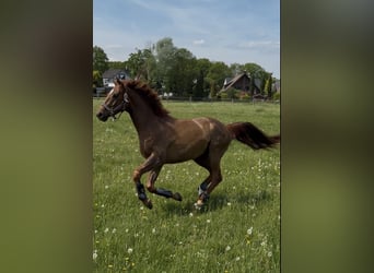 Hannoveraner, Wallach, 4 Jahre, 156 cm, Fuchs