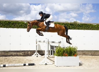 Hannoveraner, Wallach, 4 Jahre, 158 cm, Brauner