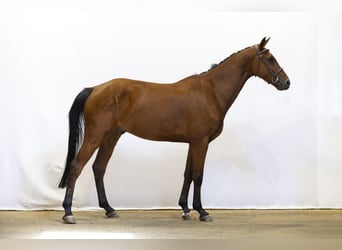 Hannoveraner, Wallach, 4 Jahre, 158 cm, Brauner