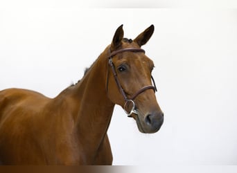 Hannoveraner, Wallach, 4 Jahre, 158 cm, Brauner