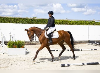 Hannoveraner, Wallach, 4 Jahre, 158 cm, Brauner