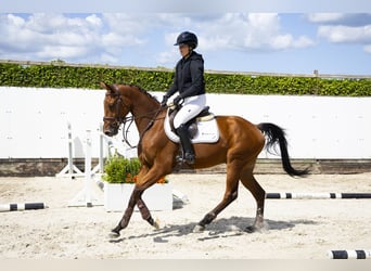 Hannoveraner, Wallach, 4 Jahre, 158 cm, Brauner