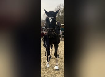 Hannoveraner, Wallach, 4 Jahre, 158 cm, Rappe