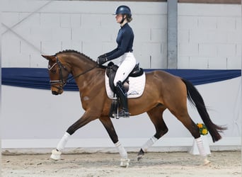 Hannoveraner, Wallach, 4 Jahre, 159 cm, Brauner