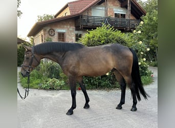 Hannoveraner, Wallach, 4 Jahre, 160 cm, Brauner