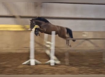 Hannoveraner, Wallach, 4 Jahre, 160 cm, Brauner