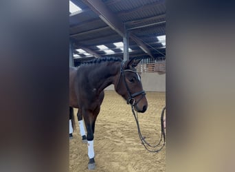 Hannoveraner, Wallach, 4 Jahre, 160 cm, Dunkelbrauner