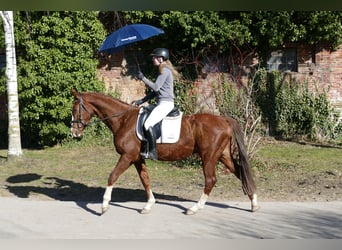 Hannoveraner, Wallach, 4 Jahre, 160 cm, Fuchs