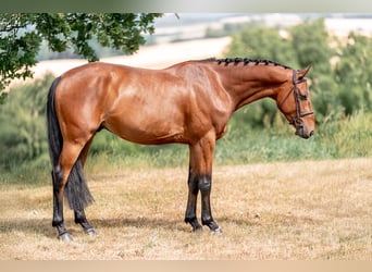 Hannoveraner, Wallach, 4 Jahre, 160 cm, Rotbrauner