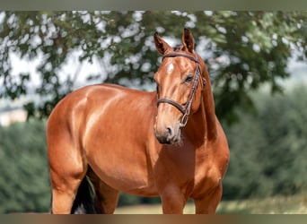 Hannoveraner, Wallach, 4 Jahre, 160 cm, Rotbrauner